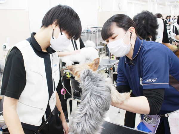 学校のモデル犬とトリミング実習☆